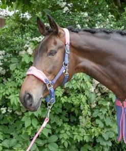 Shop-halona Reitsport Halfterset F/S16 Summerblue Kerbl Mit Führleine Pony/Cob 21 Shop-halona Reitsport Halfterset F/S16 Summerblue Kerbl Mit Führleine Pony/Cob