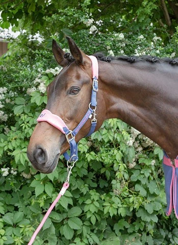 Shop-halona Reitsport Halfterset F/S16 Summerblue Kerbl Mit Führleine Pony/Cob 14 Shop-halona Reitsport Halfterset F/S16 Summerblue Kerbl Mit Führleine Pony/Cob