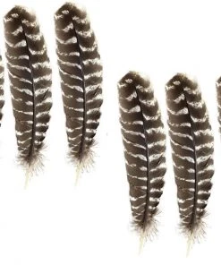Shop-halona 6x Schmuckfeder, Feder Z. Basteln Getigert Truthahn Kinderwerkstatt