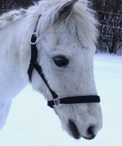 Shop-halona Reitsport Lederhalfter Pidero Serie 18 Gepolstert Versch. Größen