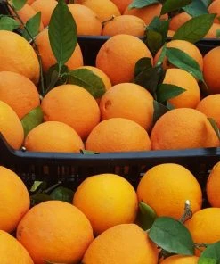 Noelia Natur & Trend 10 Kg Tafelorangen | Orangen Aus Spanien Naturbelassen | Direkt Vom Erzeuger