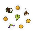 Shop-halona Entdecken Und Forschen Blätter, Bäume Und Früchte Stempel Set, Blätterstempel